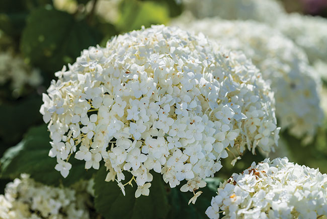 Bailey-Nurseries_First_Editions_FlowerFull_Smooth_Hydrangea_Round2_063-14239