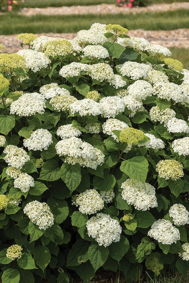 Bailey-Nurseries_First_Editions_FlowerFull_Smooth_Hydrangea_Round3_035-14239