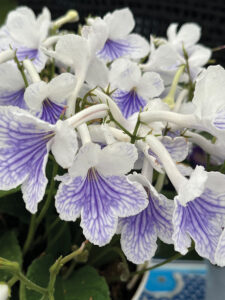 Streptocarpus Ladyslippers White Ice from GreenFuse Botanicals