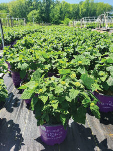 Hydrangea arborescens FlowerFull Smooth is ready for sale at Prides Corner Farms. Photo by Alison Storm.