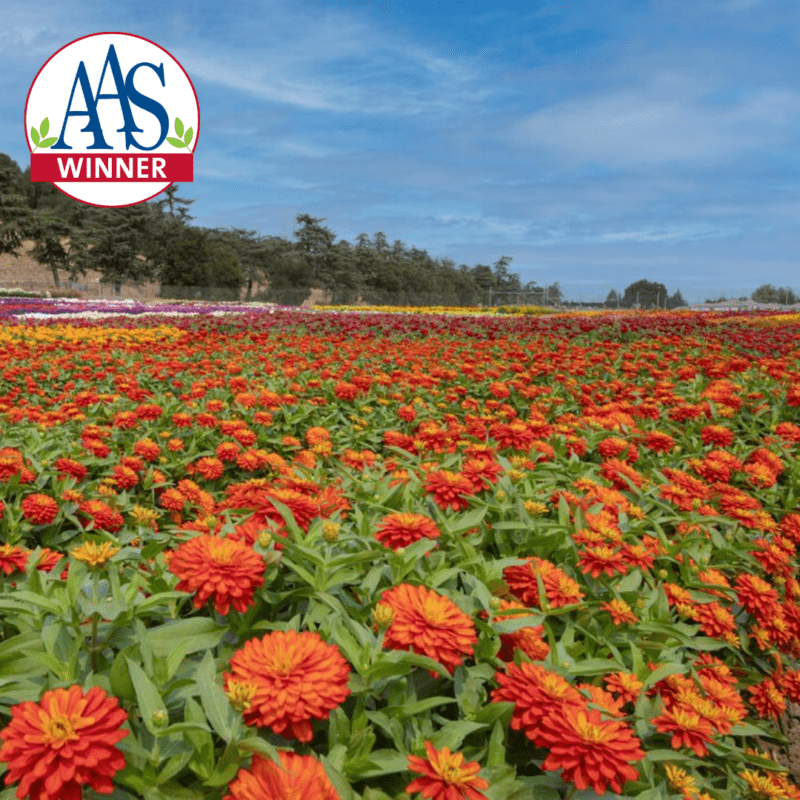 Zydeco Fire AAS Winner from Syngenta Flowers