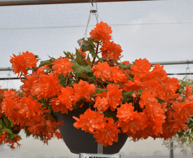 Dummen-Orange.-Begonia-IConia-FIrst-Kiss-Orange-scaled