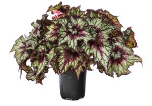 Begonia-dibs-cherry-mint--002