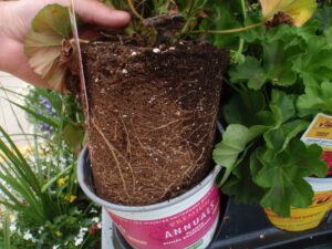 This image shows a plant that has not been watered enough and the media is still dry in parts of the pot. Photo provided by Brian Krug.