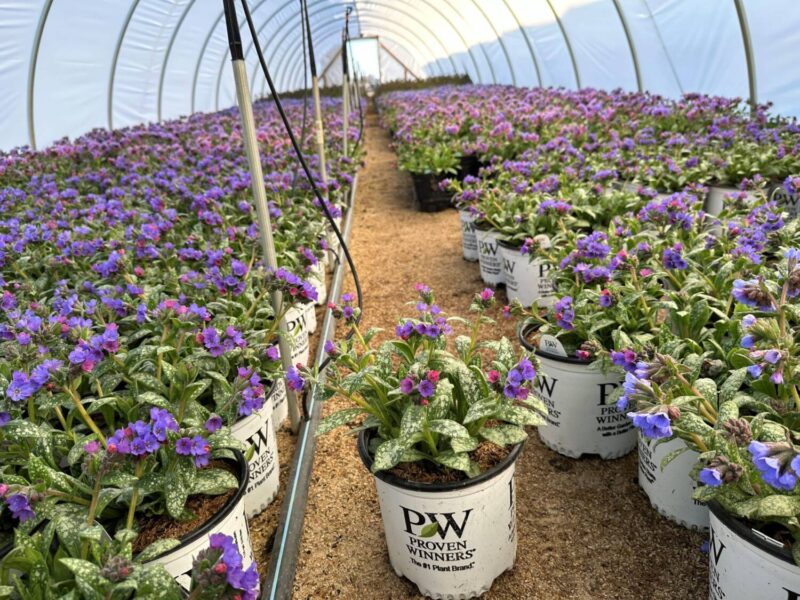 Crop timing is key, but it can be influenced by factors beyond ourcontrol. This spring, unusually warm temperatures caused our
pulmonaria to bloom before customers were ready to buy them.