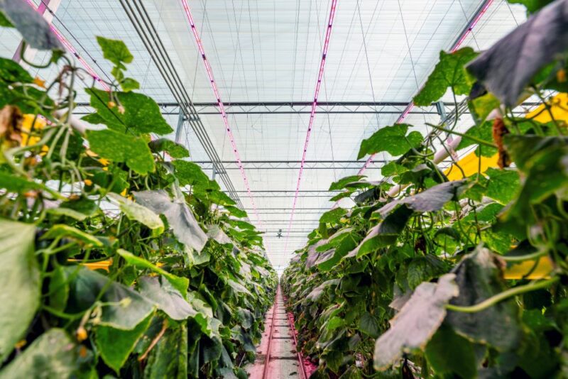 Great Lakes Greenhouses collaborates with Signify on lighting for its hydroponic cucumber production.