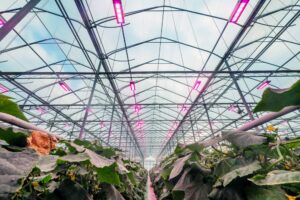 Great Lakes Greenhouses collaborates with Signify on lighting for its hydroponic cucumber production.