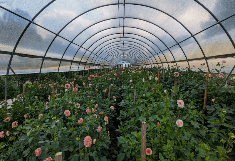 Greenhouse-Dahlias_Horizontal Sunny Meadows Flower Farm