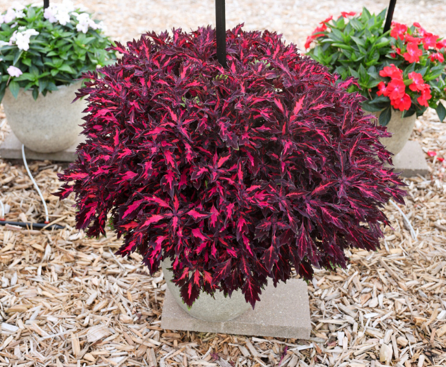 Coleus-Flame-Thrower-Adobo-Pink-week32-1-Photo courtesy of Mast Young Plants.