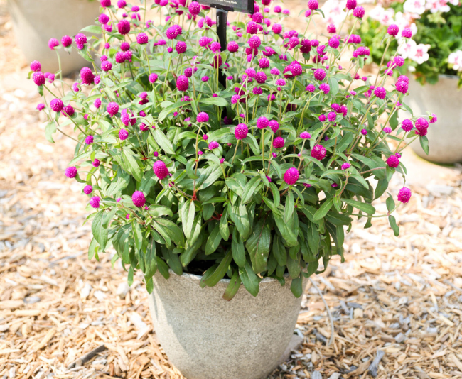 Gomphrena-Ping-Pong-Purple-week30-1-Photo courtesy of Mast Young Plants.