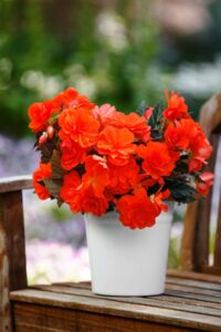 iCandy Inferno Begonia Plantpeddler and Syngenta Flowers collaboration