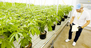 ICL Peter Canna+ cannabis plants in the greenhouse