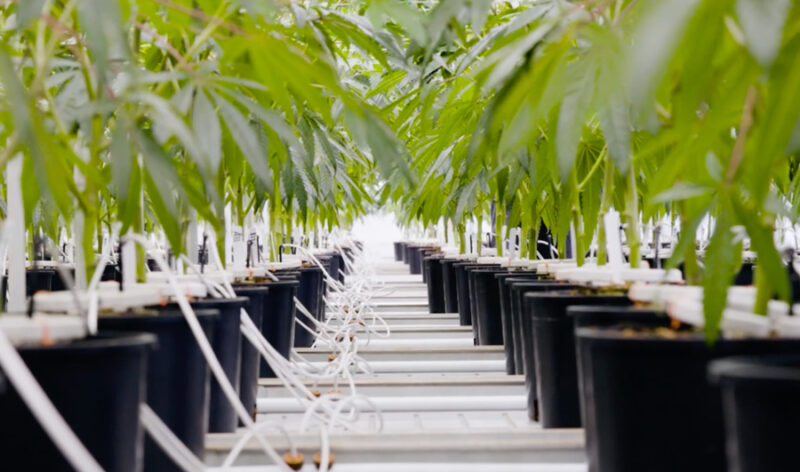 ICL Peter Canna+ cannabis plants in the greenhouse