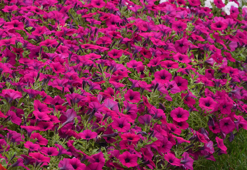 Wave petunias