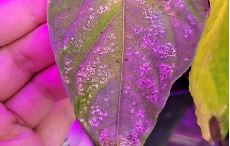 Thrips parvispinus on pepper with feeding damage present. Photo courtesy of Erich Schoeller.