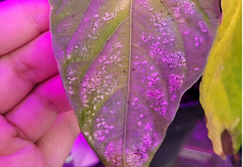 Thrips parvispinus on pepper with feeding damage present. Photo courtesy of Erich Schoeller.