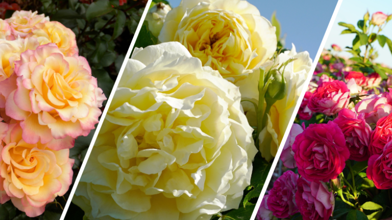  Jackson-Perkins-has-brought-back-its-‘Library-of-Roses-now-featuring-an-expanded-collection-of-exclusive-and-heritage-varieties