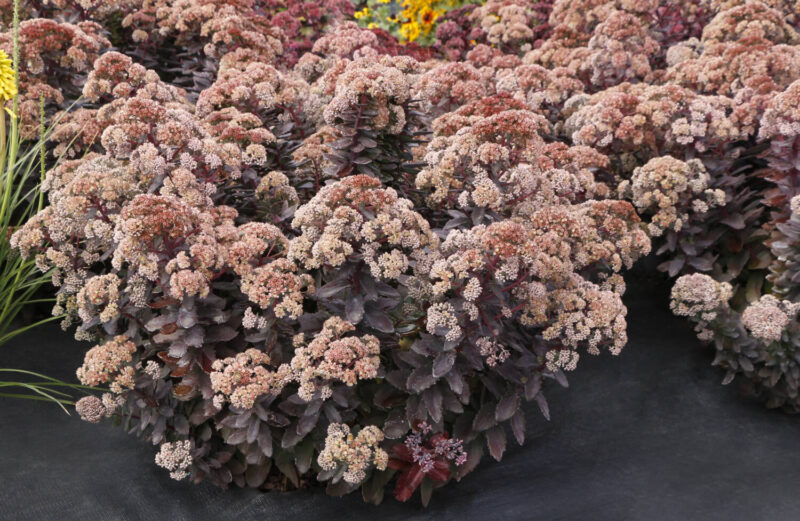 Sedum 'Mocha Magic' Photo_Terra Nova Nurseries
