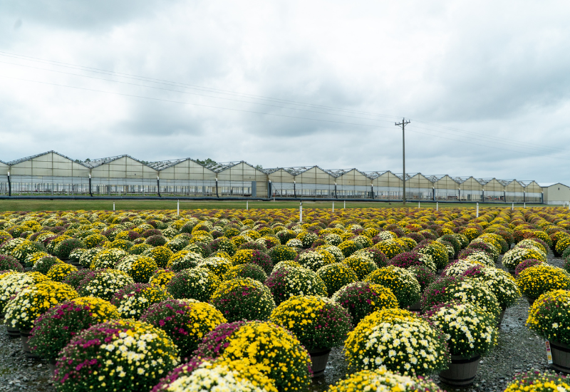 Metrolina Greenhouses_Mums_York_Bayshot_6 (2)