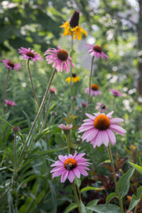 Photos of a Designing with Natives arrangement workshop led by Leah Blanton and held at the Manayunk Pop Up Garden on June 26, 2024.