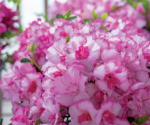 Pink and white azalea flowers