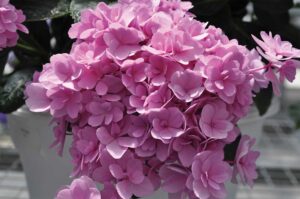 Pink hydrangea flowers