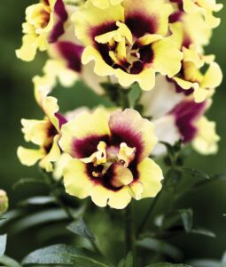 Yellow snapdragon flowers with a red center