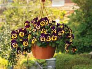 Hanging basket of pansies