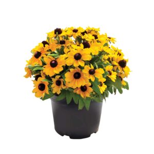A pot of yellow flowers