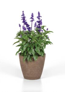 Purple salvia flowers blooming on a potted plant