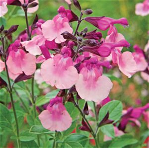 Pink/peach colored salvia flowers