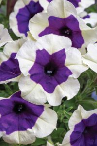 Petunia flowers with white edges and dark purple center
