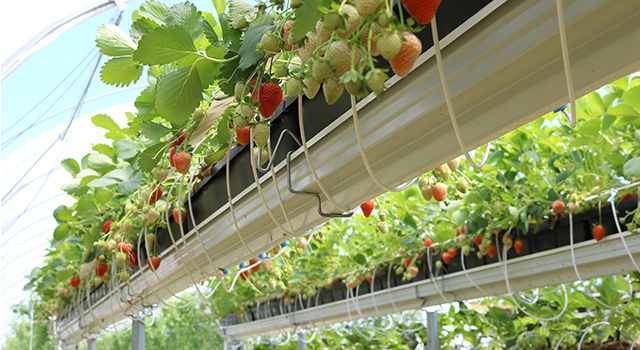 hydroponic strawberries in a greenhouse