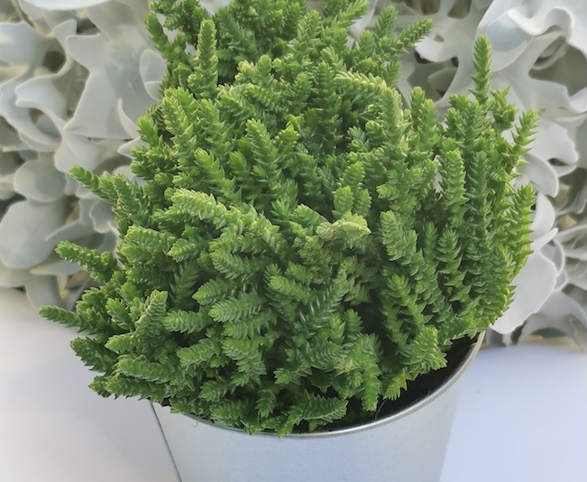 potted succulent with square-shaped leaves that appear to stack together in the stem.