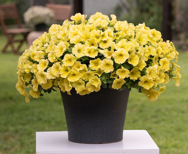 A pot for yellow petunias