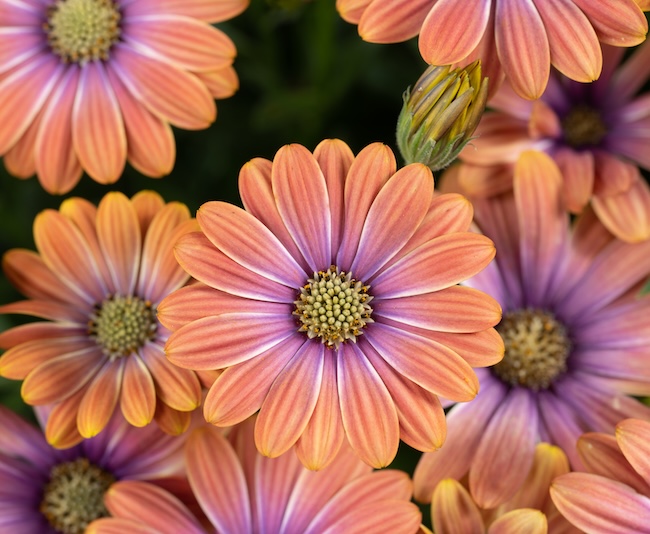 orange and pink blooms