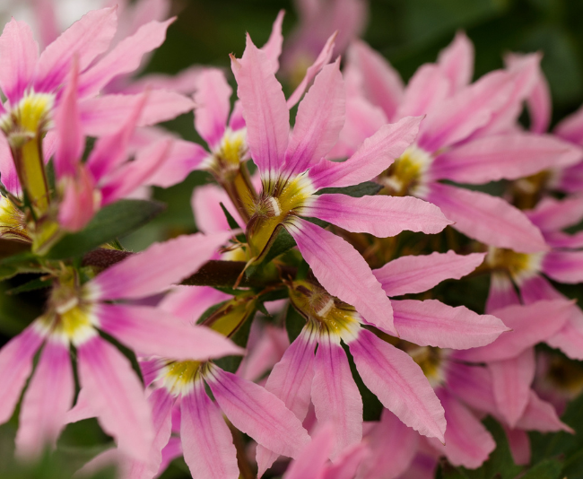 Pink fan-like flowers