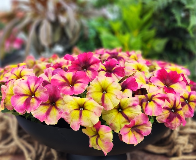 Yellow and pink petunia flowers