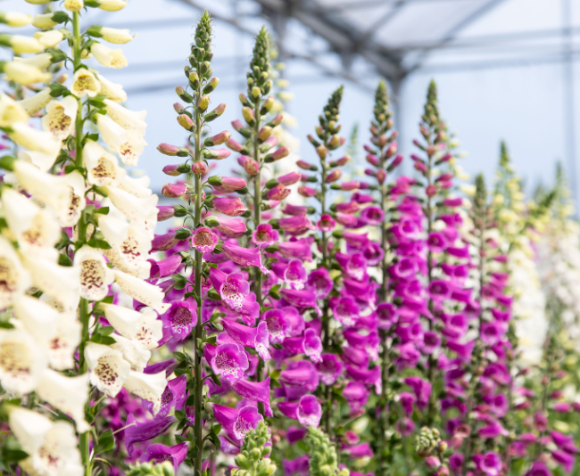 Stalks of blooming flowers in pink and white