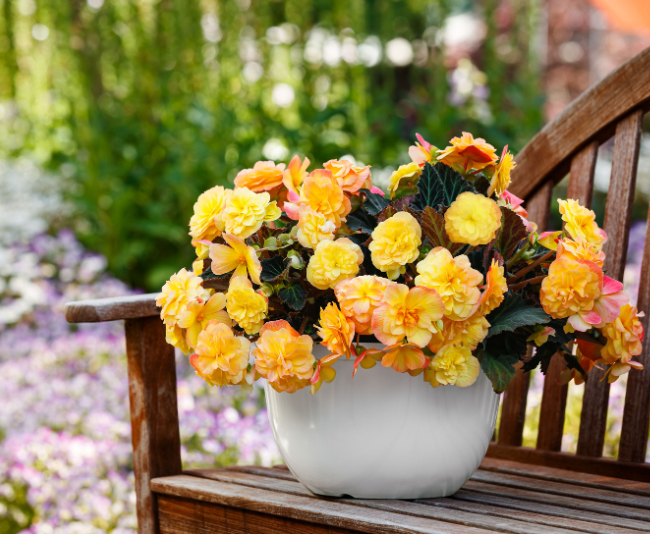 A garden bench with a white pot of orange-yellow begonias