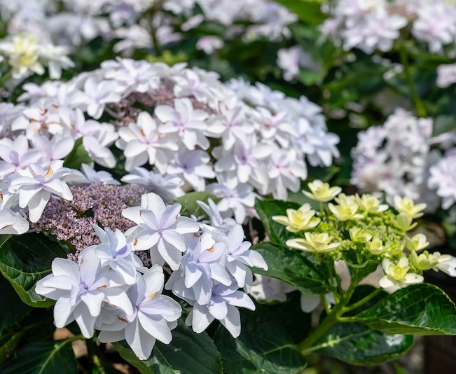 Clusters of white, star-shaped hydrangea flowers