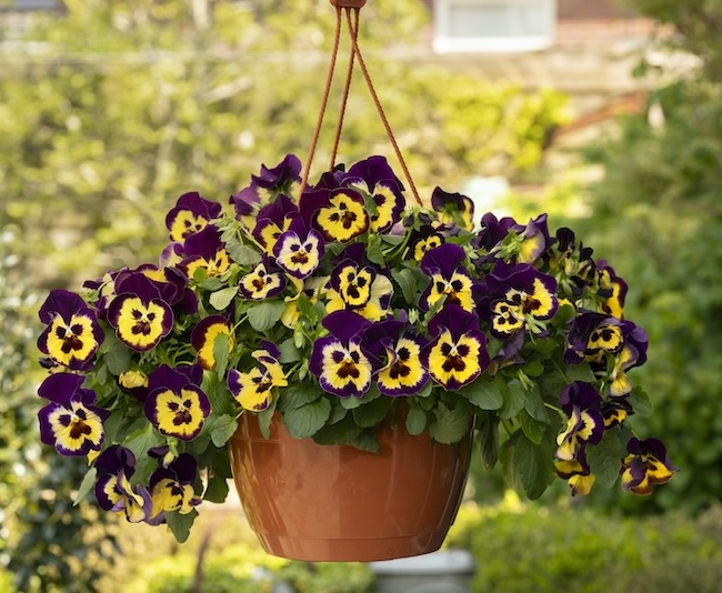 Spreading Pansy Peak Wave Purple Yellow