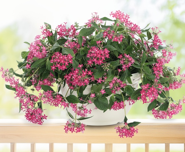 Hanging basket of pink begonia flowers falling over the foliage