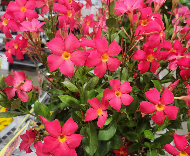 Hot pink coral colored flowers on a vining plant.