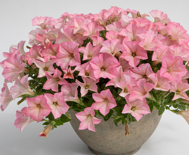 A pot of pink petunia flowers