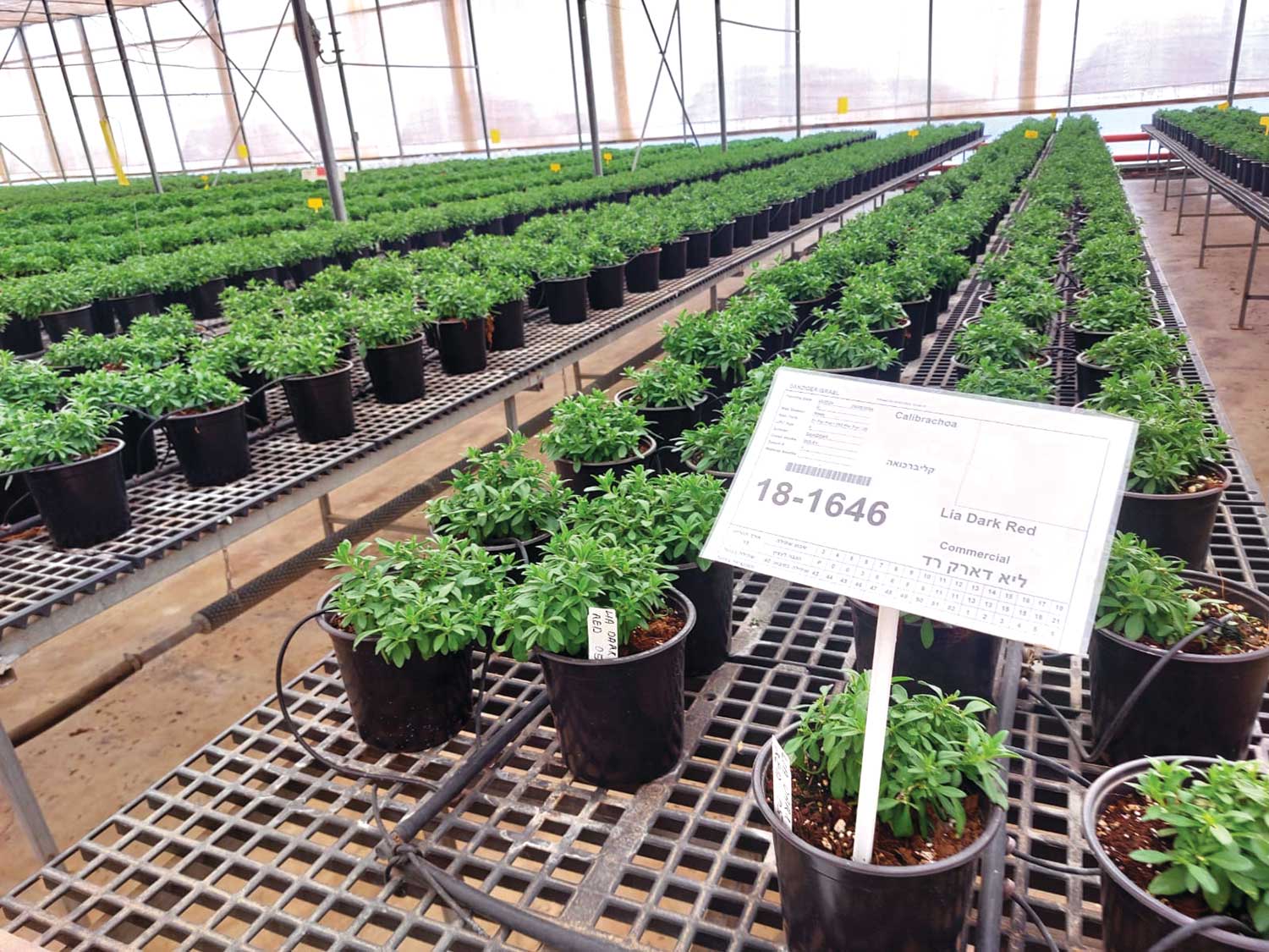 Potted plants on a greenhouse table.