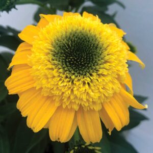 yellow echinacea flower