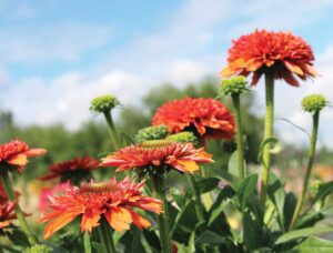 Orange-red flowers