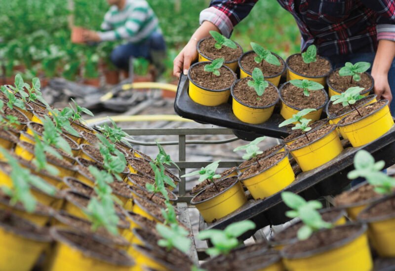 Hands are holding trays of potted plants