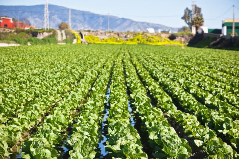 lettuce growing in rows in a field